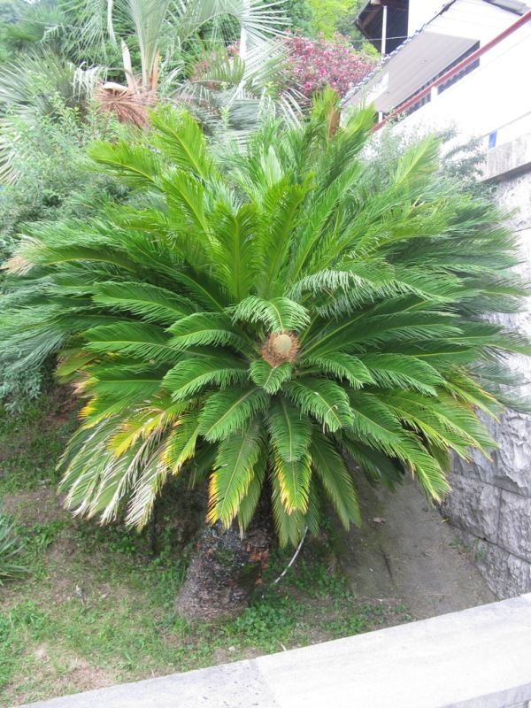 Изображение особи Cycas revoluta.