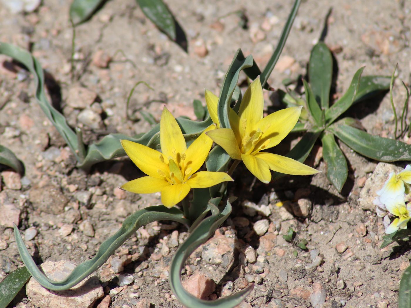 Image of Tulipa dasystemon specimen.