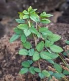 Macroptilium lathyroides. Верхушка веточки. Чили, обл. Valparaiso, провинция Isla de Pascua, г. Hanga Roa, высокий берег океана, сообщество травянистых растений. 08.03.2023.