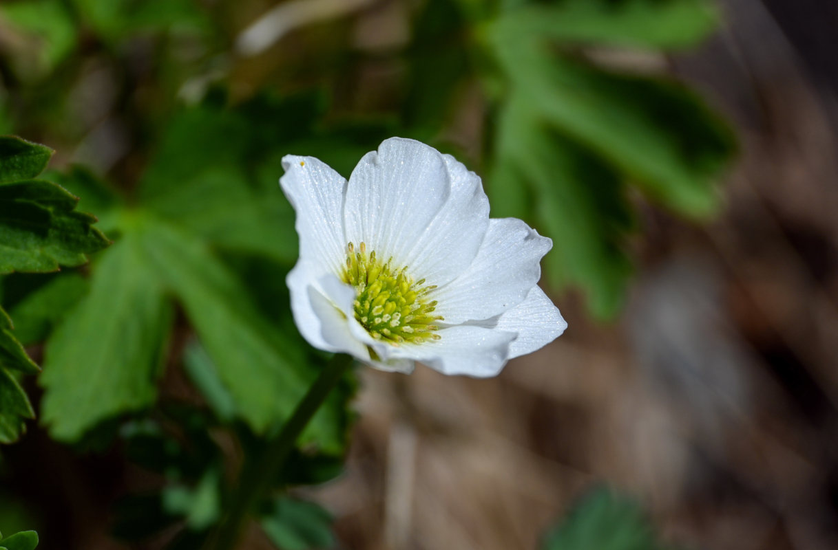 Изображение особи Callianthemum sajanense.