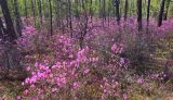 Rhododendron dauricum