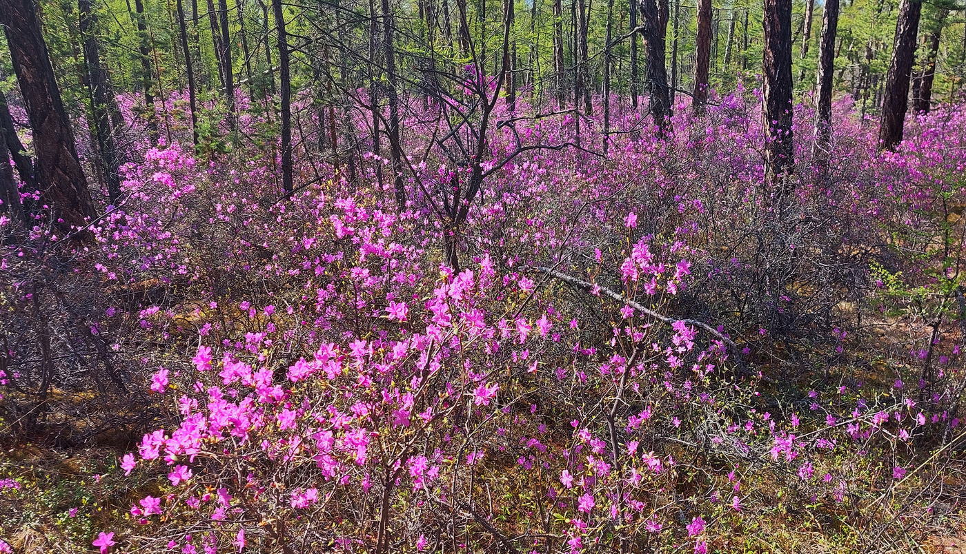 Изображение особи Rhododendron dauricum.