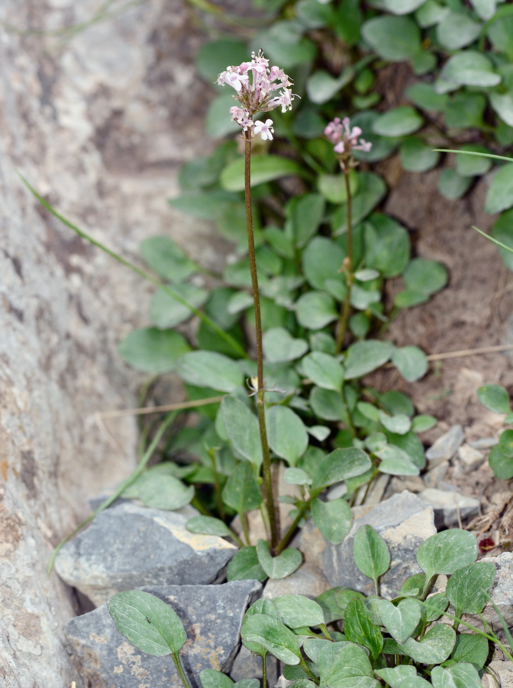 Изображение особи Valeriana fedtschenkoi.