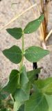 Lathyrus japonicus ssp. pubescens