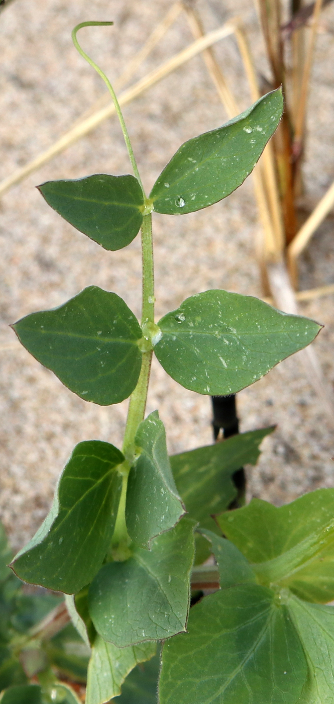 Image of Lathyrus japonicus ssp. pubescens specimen.