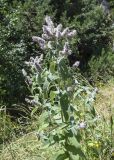 Mentha longifolia