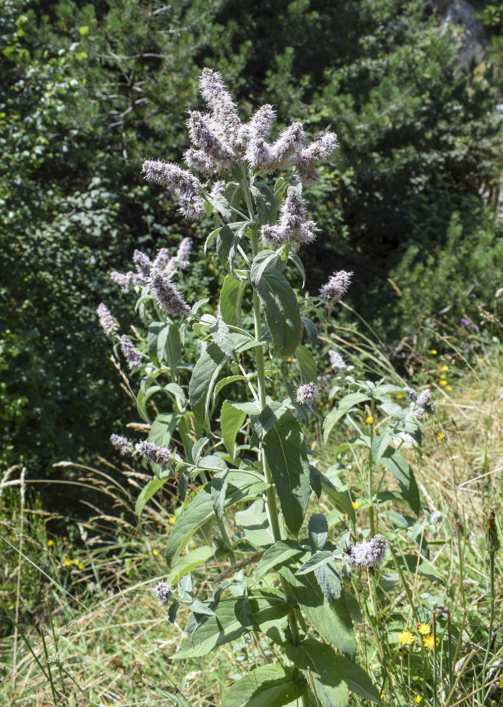 Изображение особи Mentha longifolia.