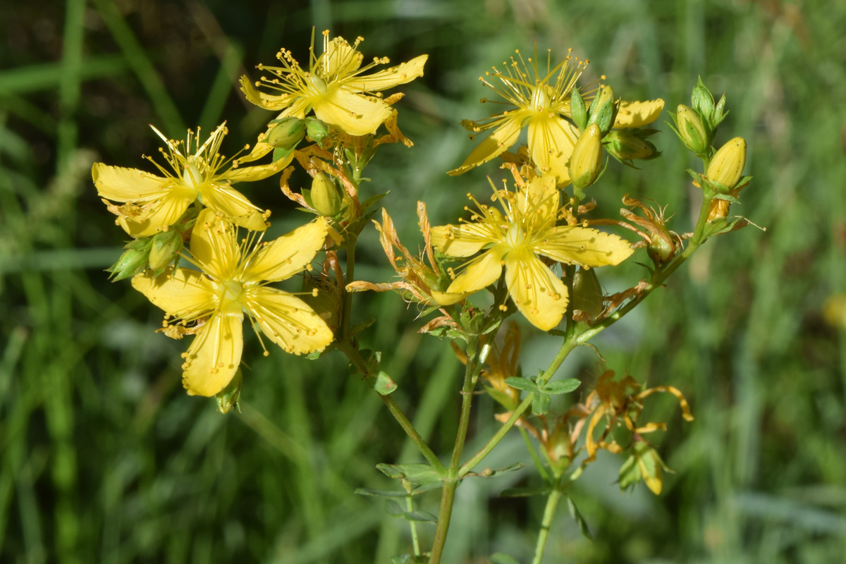 Image of Hypericum perforatum specimen.