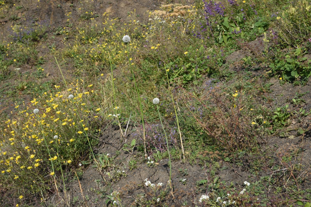 Image of genus Allium specimen.