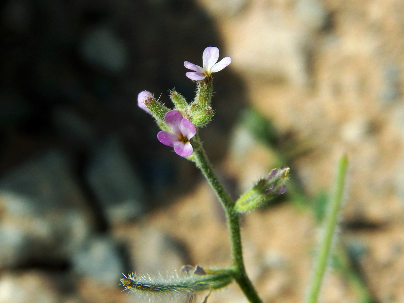 Image of Strigosella strigosa specimen.