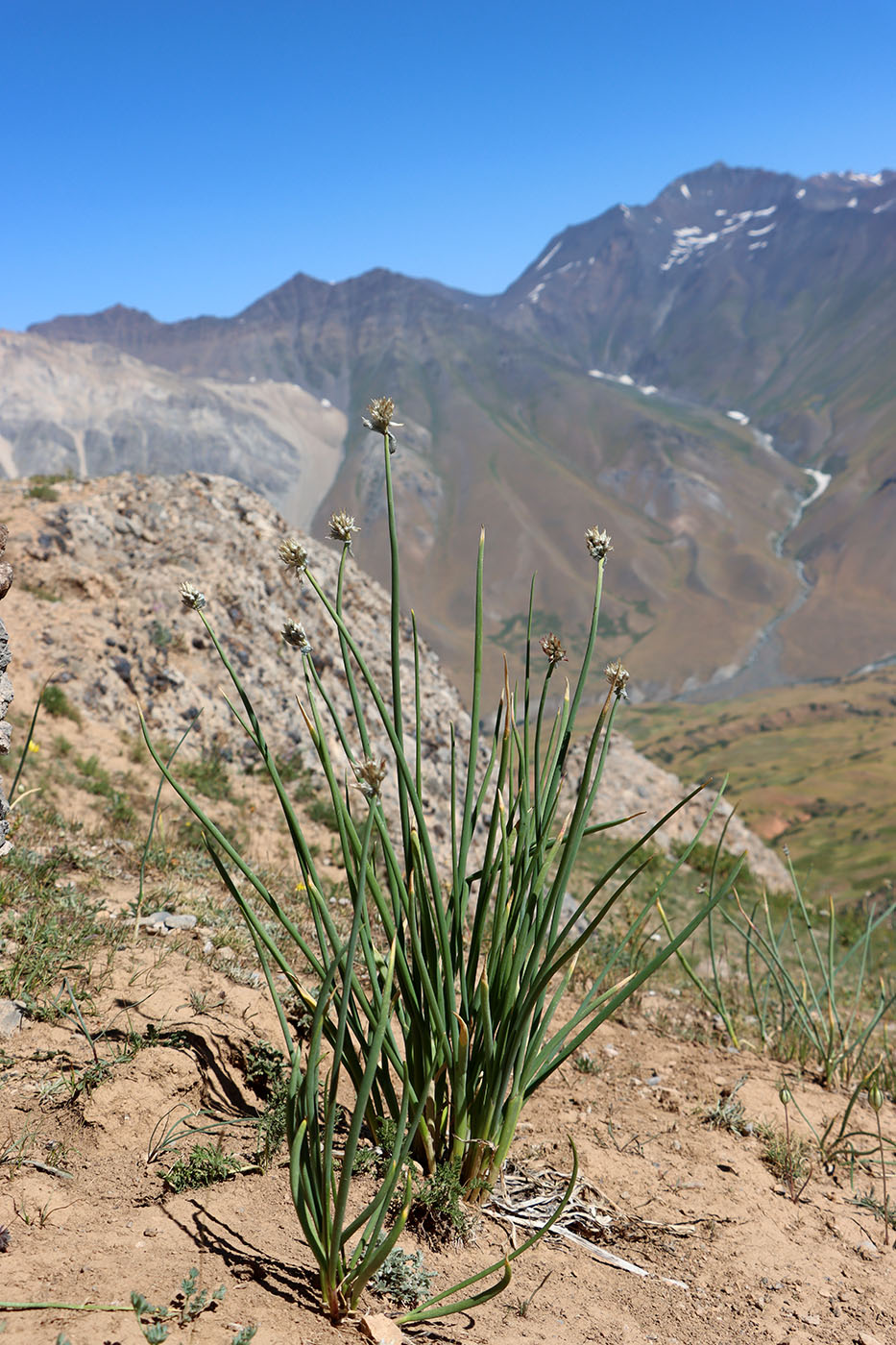 Image of Allium kaufmannii specimen.