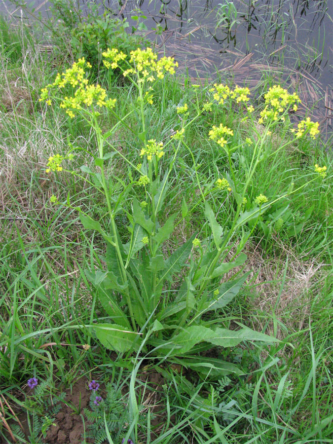 Image of Bunias orientalis specimen.