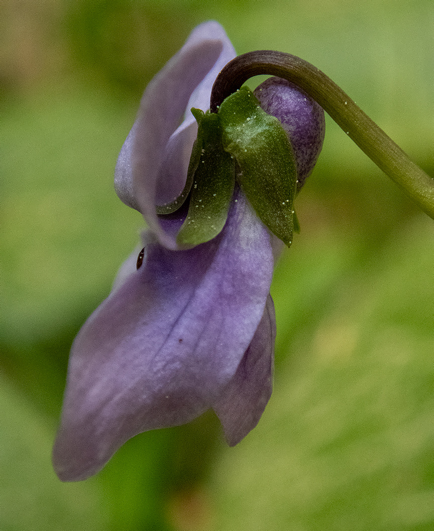 Изображение особи Viola palustris.