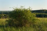 Spiraea crenata. Отплодоносившее растение. Пермский край, Кунгурский р-н, Комсомольское сельское поселение, окр. дер. Комарово, разнотравно-злаковый луг на склоне Шлюпинского Камня. 12 августа 2023 г.