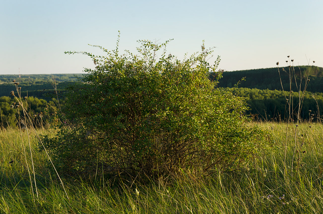 Image of Spiraea crenata specimen.