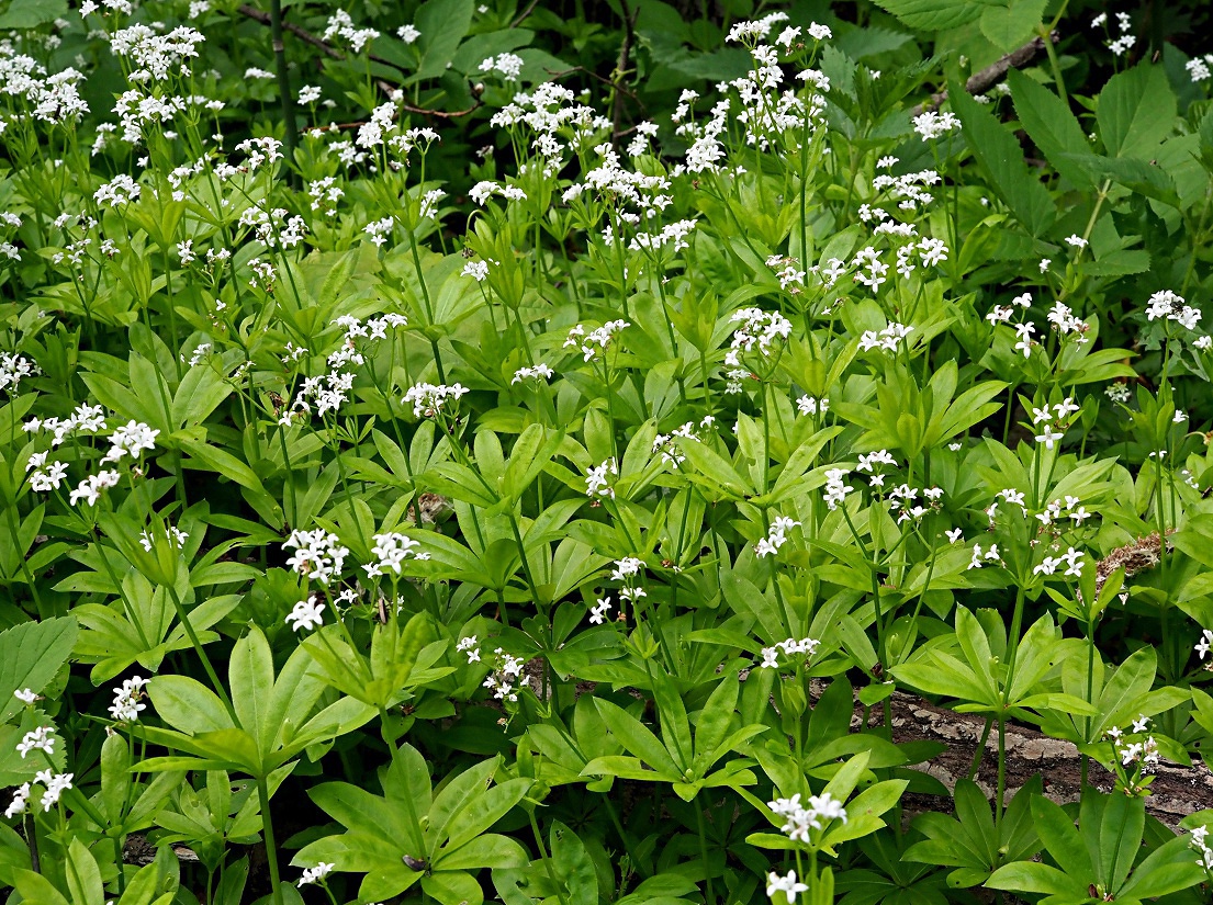 Image of Galium odoratum specimen.