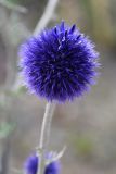 Echinops davuricus. Соцветие. Иркутская обл., Ольхонский р-н, Тажеранская степь. 30 июля 2023 г.