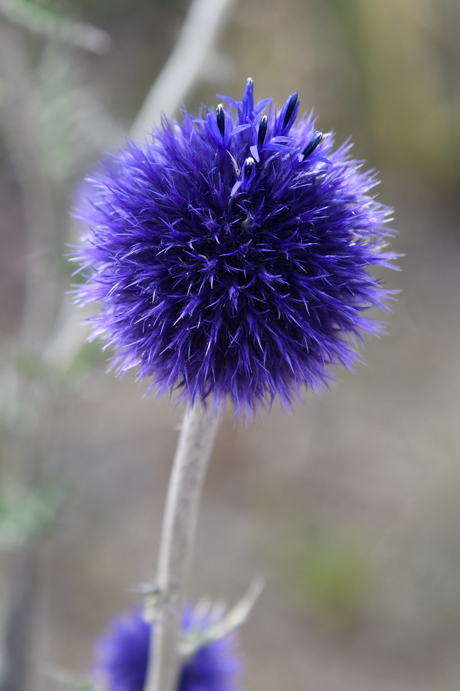 Изображение особи Echinops davuricus.