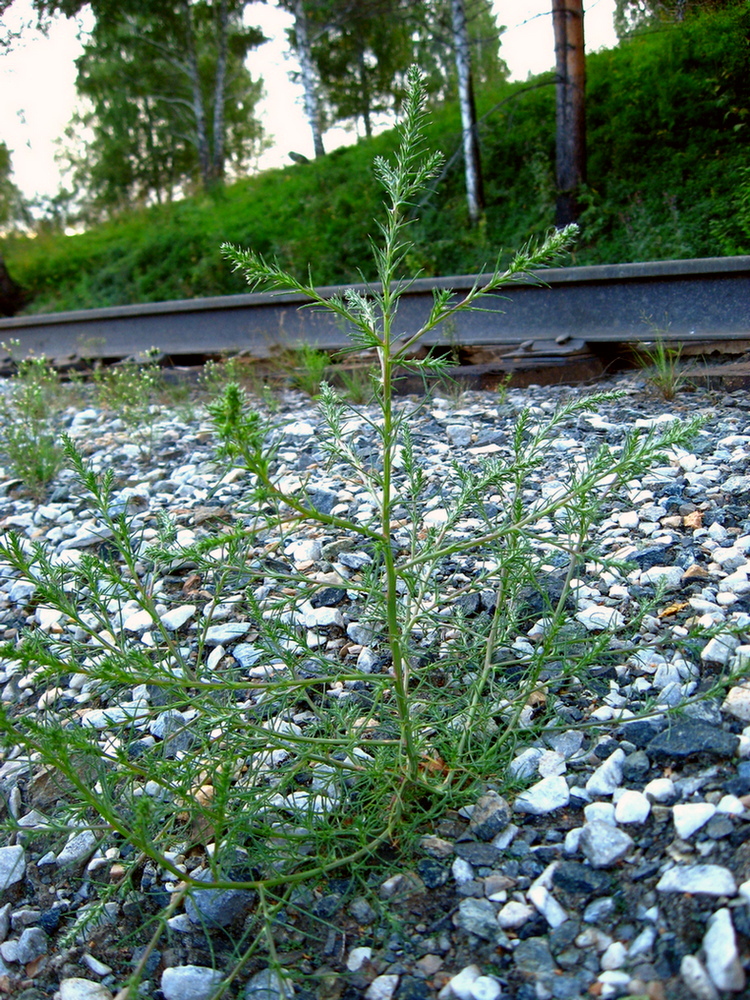 Изображение особи Salsola collina.