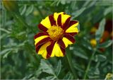 Tagetes patula. Соцветие. Московская обл., Раменский р-н, окр. дер. Хрипань, садовый участок. 30.07.2023.