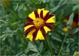 Tagetes patula. Соцветие. Московская обл., Раменский р-н, окр. дер. Хрипань, садовый участок. 30.07.2023.