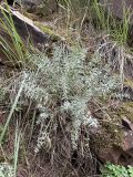 Oxytropis acanthacea