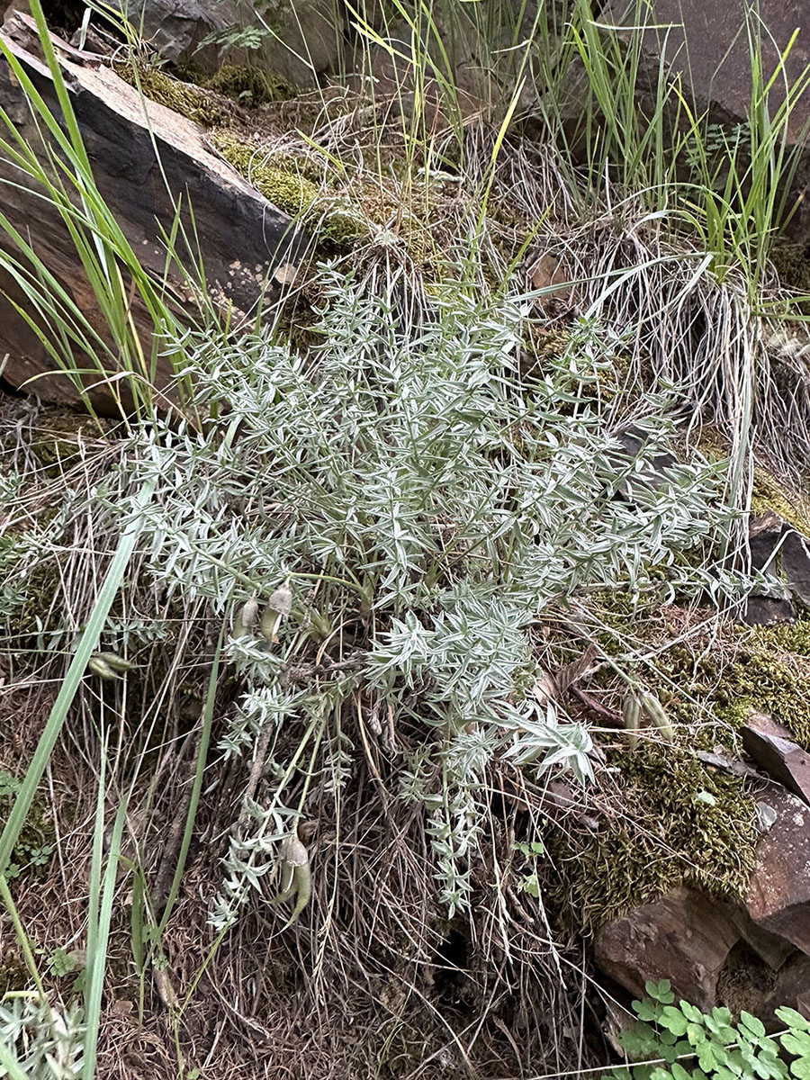 Image of Oxytropis acanthacea specimen.