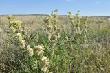 Astragalus vulpinus