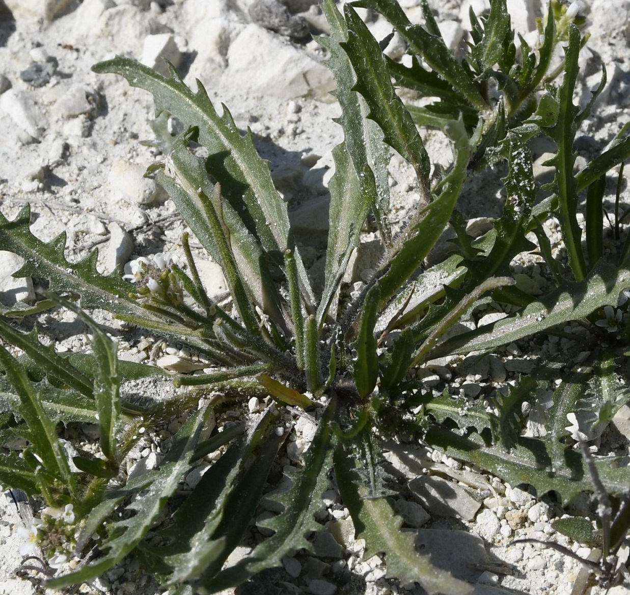 Изображение особи Neotorularia torulosa.