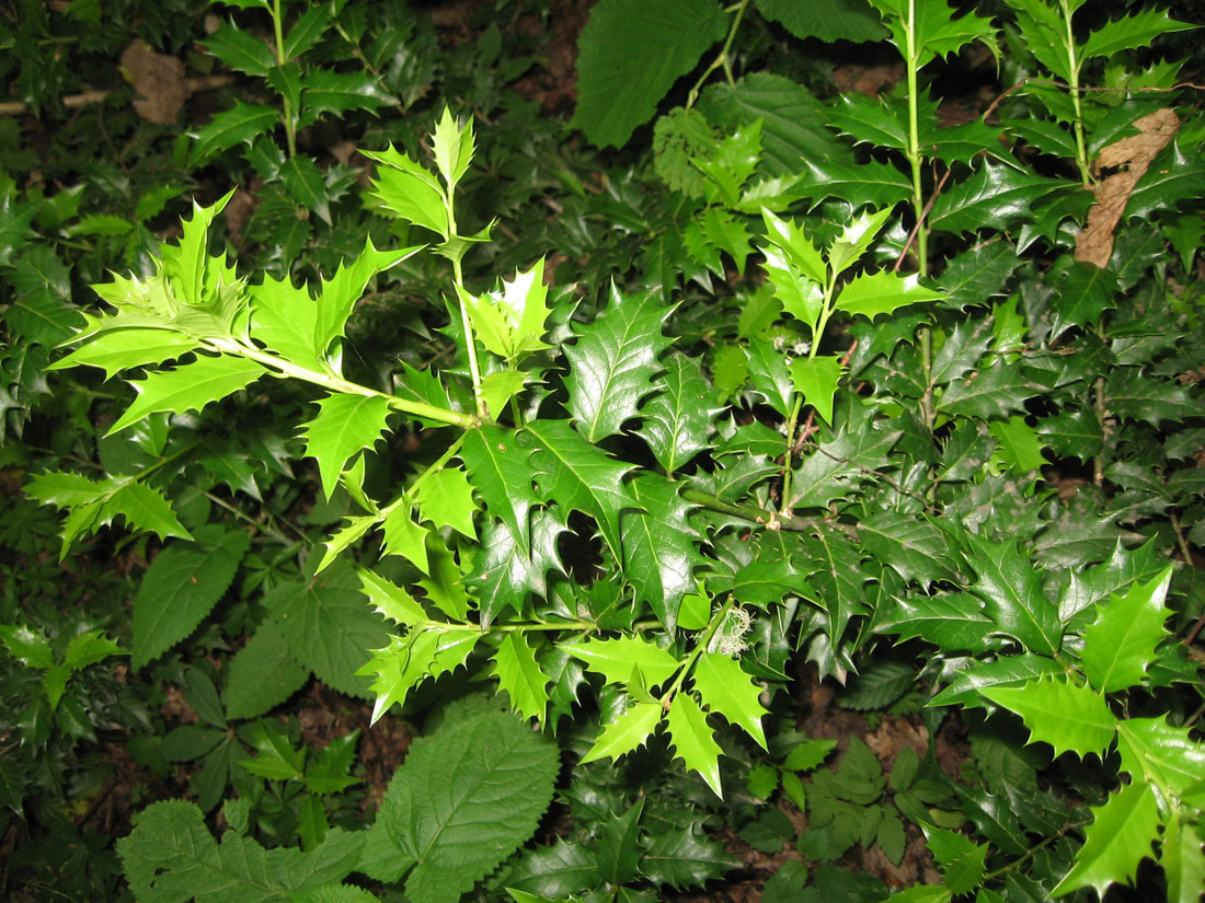 Image of Ilex colchica specimen.