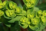 Euphorbia helioscopia. Часть общего соцветия с завязями. Беларусь, Витебская обл., окр. пос. Езерище, посевы овса (Avena sativa). 27.07.2023.