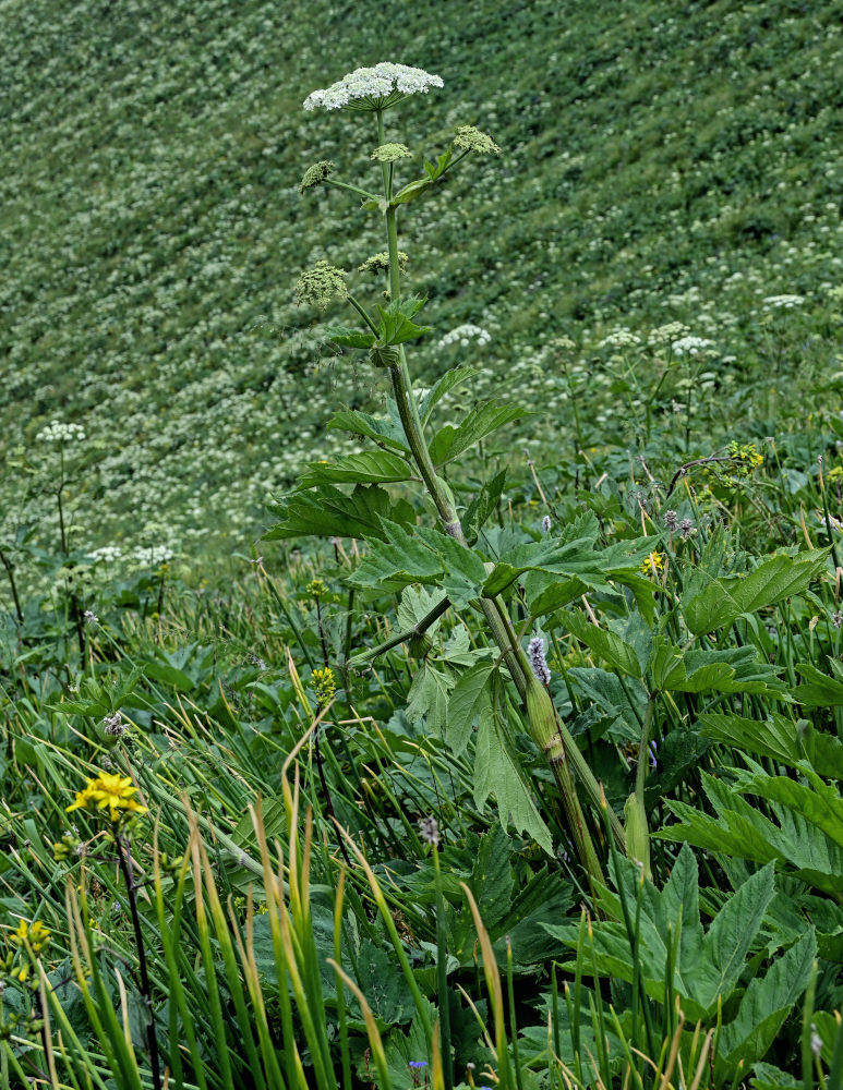 Изображение особи Heracleum dissectum.