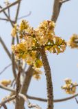 Brachychiton australis. Верхушка ветки с соцветием с бутонами и цветками. Израиль, г. Яффо, в культуре. 30.03.2024.