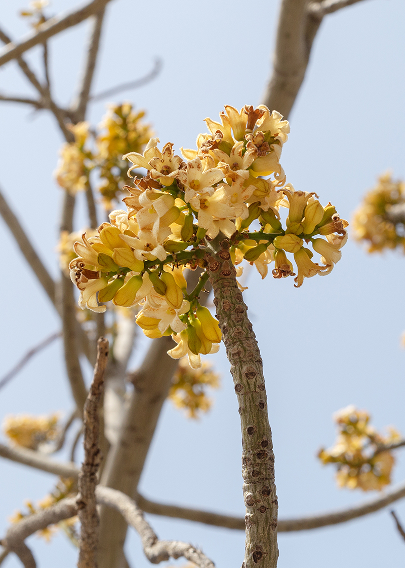 Изображение особи Brachychiton australis.