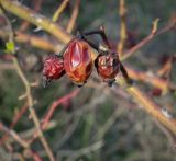 Rosa canina. Плоды прошлого года. Ростовская обл., г. Донецк, озеленение. 09.04.2024.