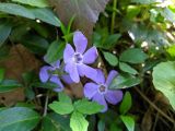 Vinca major. Цветок. Краснодарский край, г/о Сочи, мкр. Мацеста, тропа к Агурским водопадам, лес по склону горы. 11.04.2022.