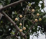 Melia azedarach. Часть ветви с плодами. Абхазия, Гагрский р-н, с. Лдзаа, озеленение. 14.04.2024.