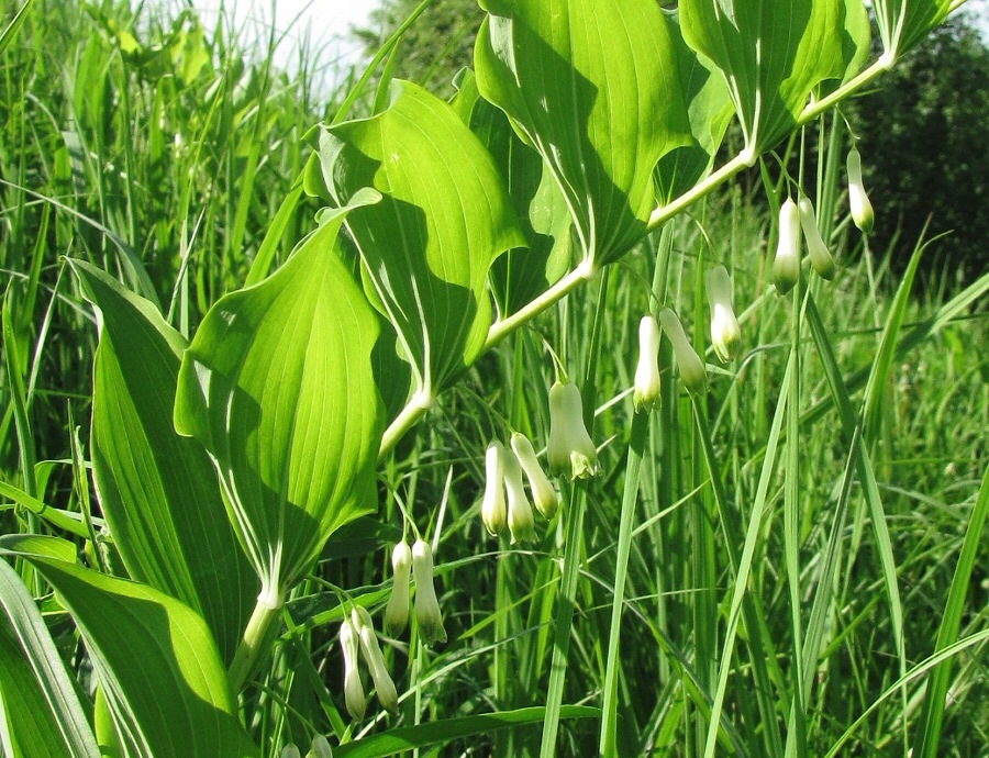 Image of Polygonatum multiflorum specimen.