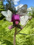 Cirsium heterophyllum