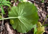 Ranunculus cassubicus