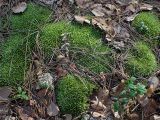 Leucobryum glaucum