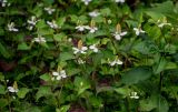 Houttuynia cordata