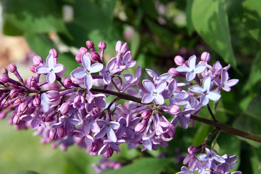 Изображение особи Syringa vulgaris.