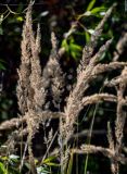 Calamagrostis epigeios