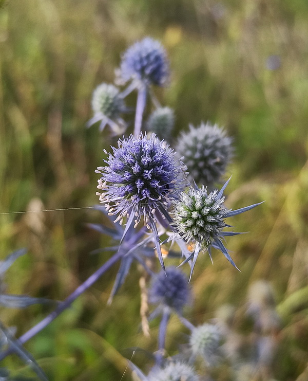 Image of Eryngium planum specimen.