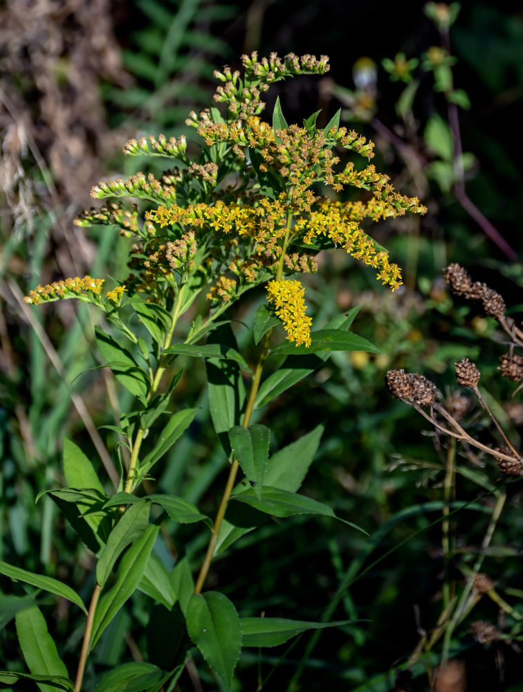 Изображение особи Solidago canadensis.