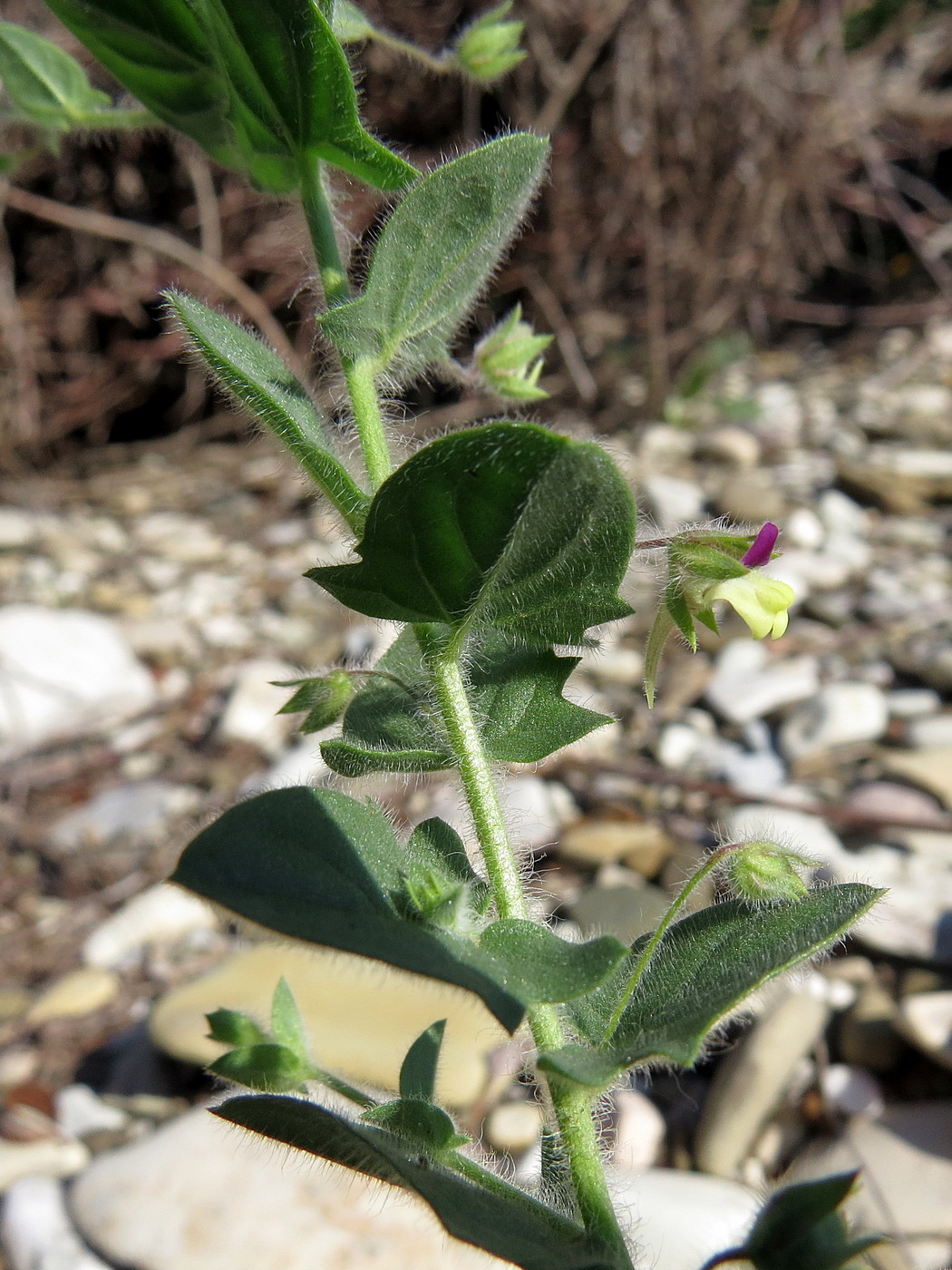 Image of Kickxia caucasica specimen.