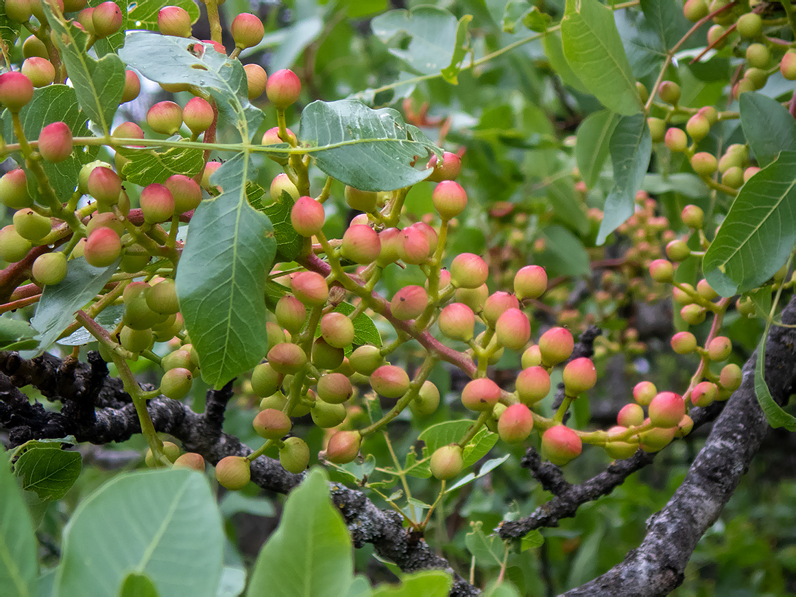 Image of Pistacia mutica specimen.