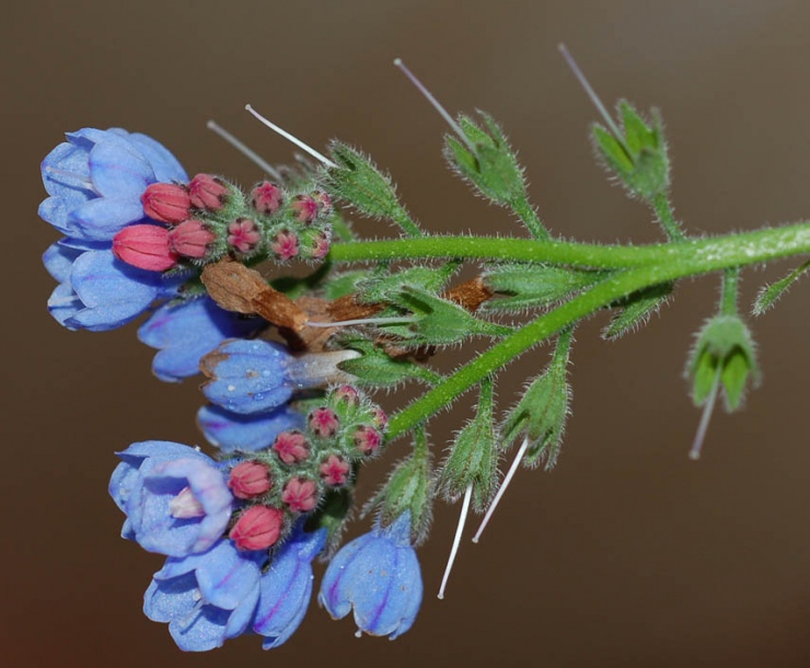 Изображение особи Symphytum caucasicum.