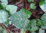 Hedera helix